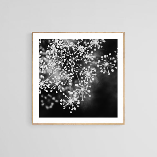 Dill #4 (BW) - Fine Art Photograph