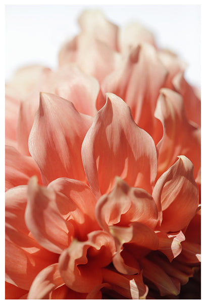 Diva - Fine Art Photograph