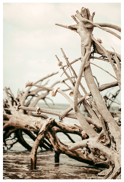 Driftwood Days - Fine Art Photograph