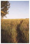 Dune Path #1- Fine Art Photograph