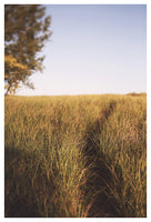 Dune Path #1- Fine Art Photograph