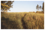 Dune Path #2- Fine Art Photograph