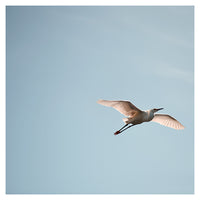Egret #3 - Fine Art Photograph