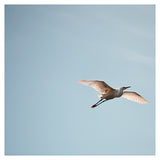 Egret #3 - Fine Art Photograph