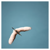 Egret #6 - Fine Art Photograph