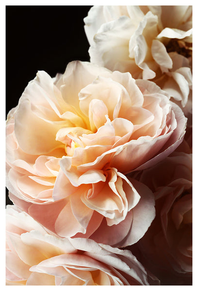 Floribunda #3 - Fine Art Photograph