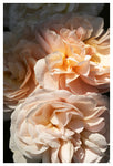 Floribunda #5 - Fine Art Photograph