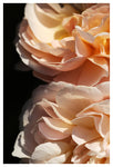 Floribunda #6 - Fine Art Photograph
