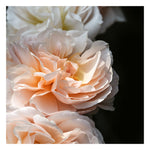 Floribunda #7 - Fine Art Photograph