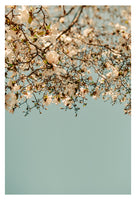 Falling Into Spring - Fine Art Photograph