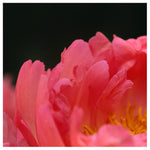 Fancy and Free -  Fine Art Photograph