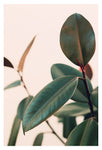 Ficus Elastica #5 -  Fine Art Photograph