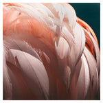 Flamingo #3 - Fine Art Photograph