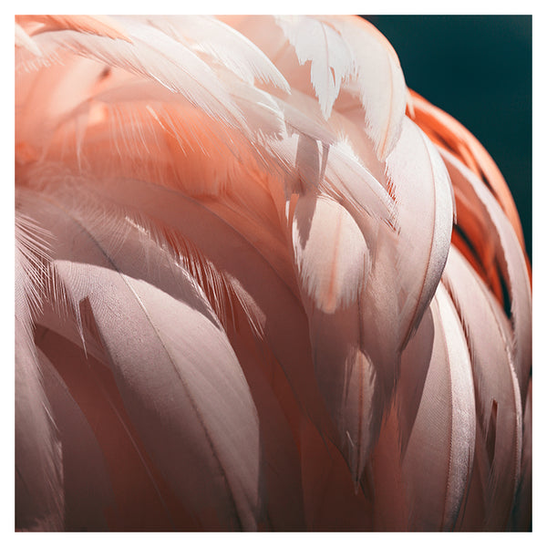 Fine art print of stunning blue Maccaw feathers by Alicia Bock