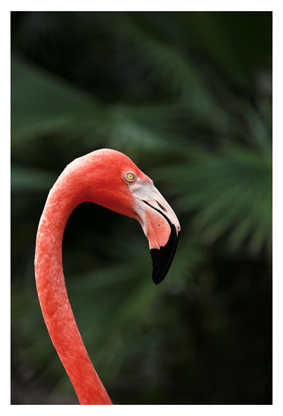 Flamingo #4 - Fine Art Photograph