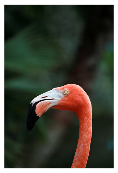 Flamingo #5 - Fine Art Photograph