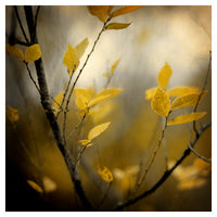 Fog - Fine Art Photograph