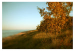 Amber - Fine Art Photograph