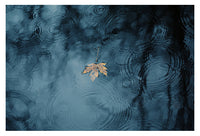 Friday's Rain - Fine Art Photograph