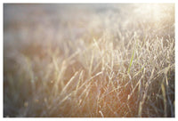 Frosted #1 - Fine Art Photograph