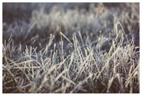 Frosted #2 - Fine Art Photograph