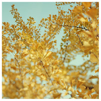 Ginkgo #5 - Fine Art Photograph