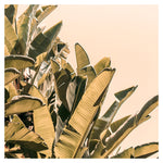 Golden Hour- Fine Art Photograph