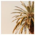 Golden Crown - Fine Art Photograph
