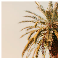 Golden Crown - Fine Art Photograph