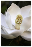 Grandiflora #1 - Fine Art Photograph