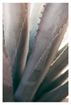 Gray Agave #1 -  Fine Art Photograph