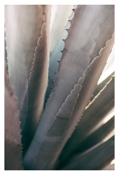 Gray Agave #1 -  Fine Art Photograph