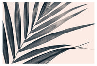 Gray Palm #1 - Fine Art Photograph
