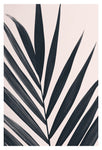 Gray Palm #2 - Fine Art Photograph
