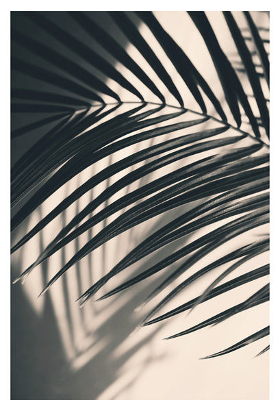 Gray Palm #4 - Fine Art Photograph