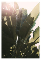 Green Heat - Fine Art Photograph