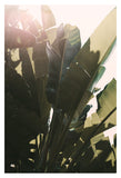 Green Heat - Fine Art Photograph