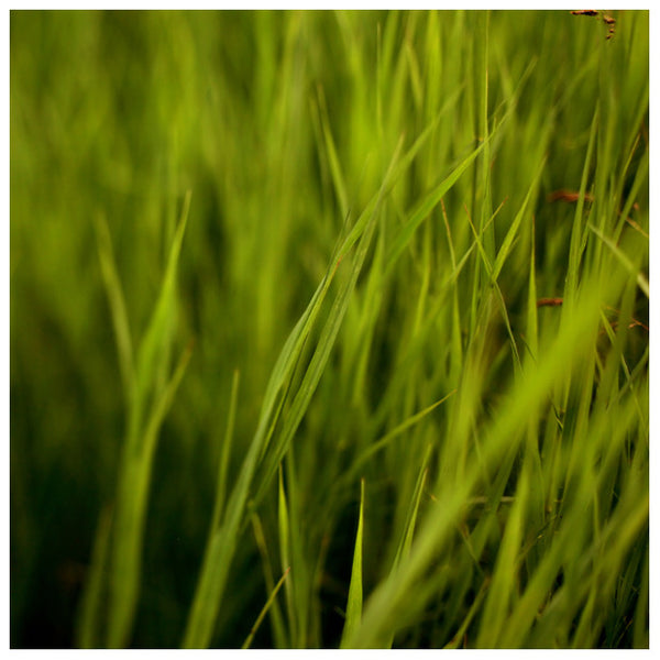 Greener #2 -  Fine Art Photograph