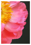 Hello Lovely - Fine Art Photograph