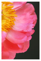 Hello Lovely - Fine Art Photograph