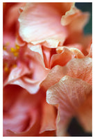 Hibiscus Detail #1 - Fine Art Photograph