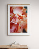 Hibiscus Detail #1 - Fine Art Photograph