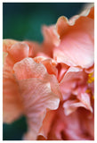 Hibiscus Detail #2 - Fine Art Photograph