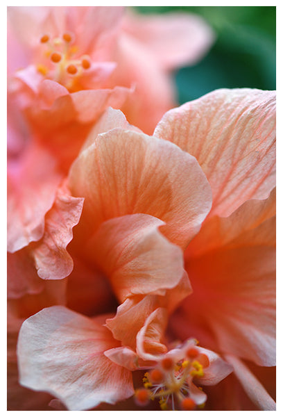 Hibiscus Detail #3 - Fine Art Photograph
