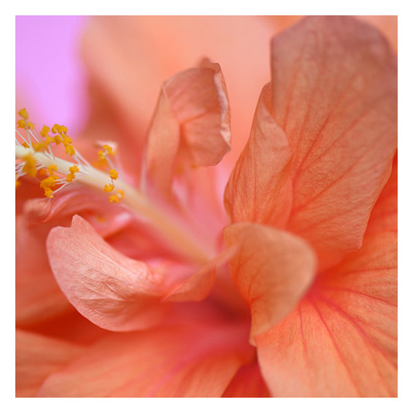 Hibiscus Sun #1 - Fine Art Photograph