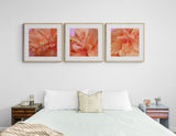 Hibiscus Sun #2 - Fine Art Photograph
