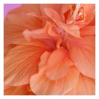 Hibiscus Sun #2 - Fine Art Photograph