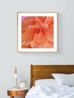 Hibiscus Sun #2 - Fine Art Photograph
