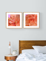 Hibiscus Sun #2 - Fine Art Photograph