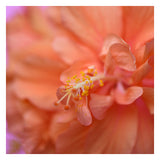 Hibiscus Sun #3 - Fine Art Photograph